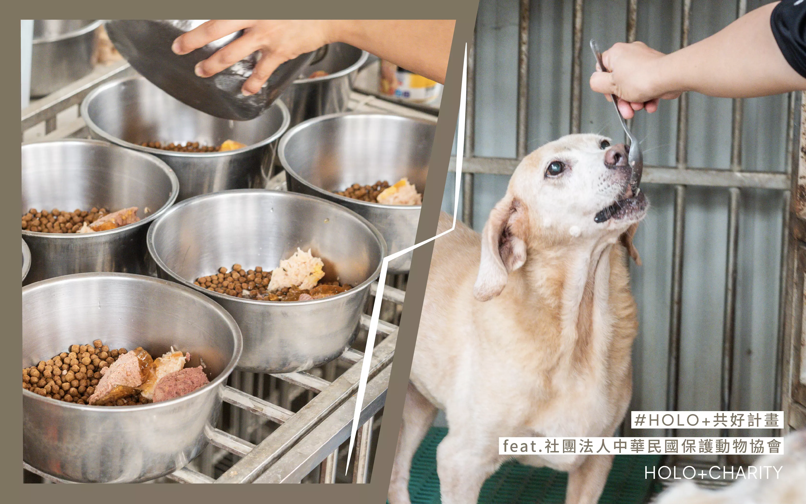 中華民國保護動物協會聯手 HOLO+FACE照相館 推 2024年數位公益月曆計畫